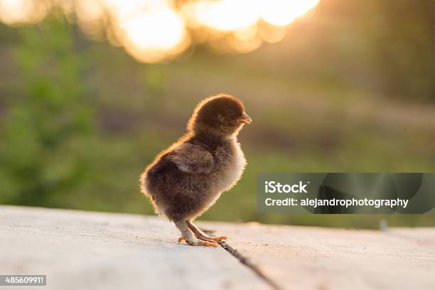 Partridge Cochin Baby Chicks Stock Photo - Download Image Now - Agriculture, Animal, Baby Chicken