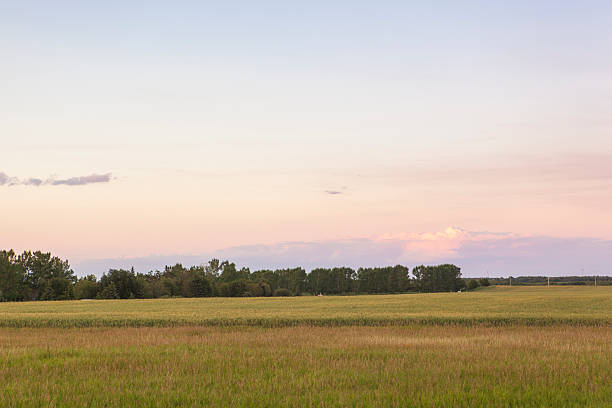 prairie campo ao anoitecer - alberta prairie farm fence - fotografias e filmes do acervo