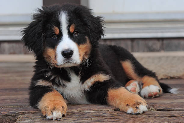 Puppy lying on deck A cute Bernese Mountain dog puppy lies on the old wood of a cottage deck. bernese mountain dog photos stock pictures, royalty-free photos & images