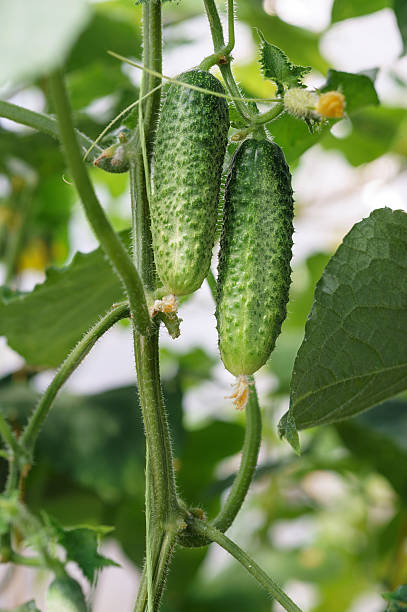 istock Cucumbers growing in a green house 485611288