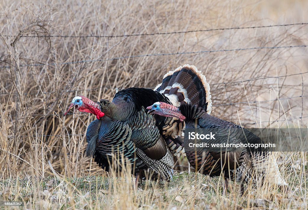 Gobbling Turkey Stock Photo - Download Image Now - Turkey - Bird, Wild Turkey, Animal - iStock Gobbling Turkey Stock Photo - Download Image Now - Turkey - Bird, Wild Turkey, Animal - iStock