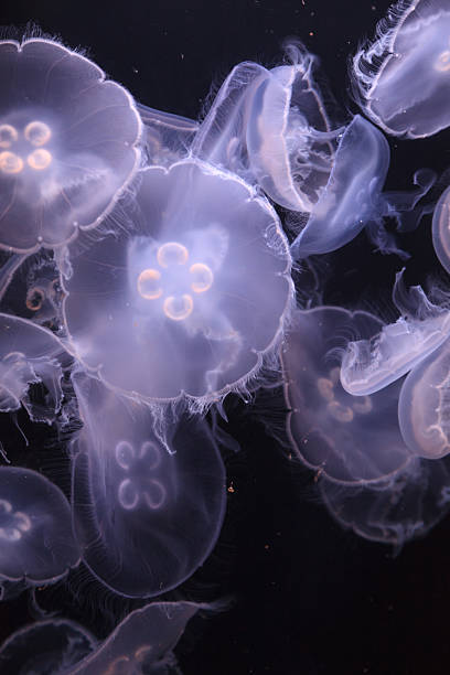 istock Moon jellyfish, Aurelia aurita 485611606