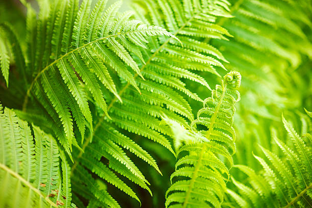 istock Close-up of green leafs 485611845