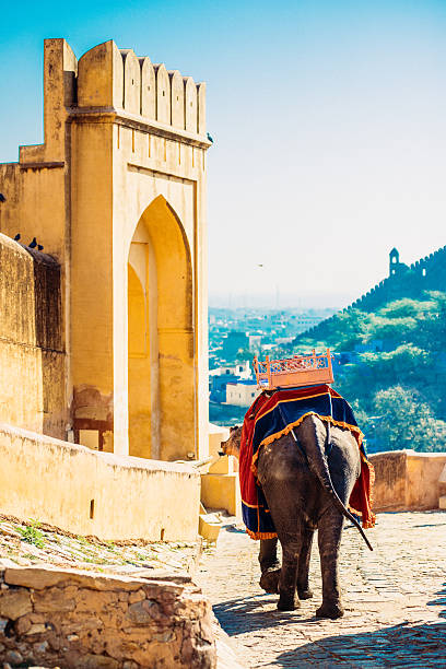 istock Indian Elephant Amber Fort Jaipur 485611943