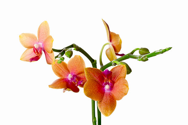istock Colored cultivated orchid isolated on white background 485612461