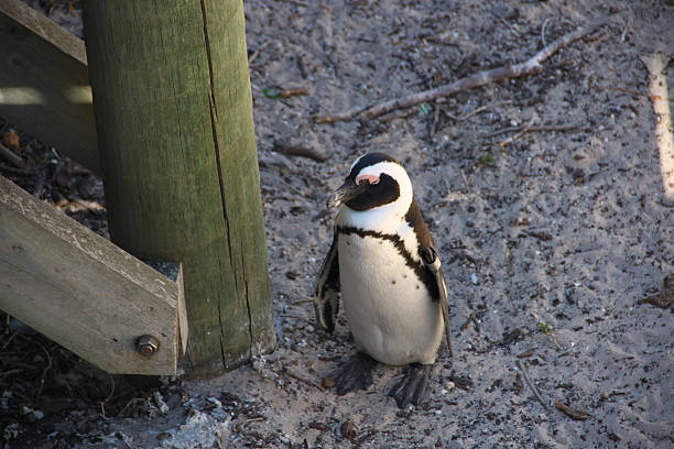 istock South Africa: African Penguin snoozes in shade 485612481