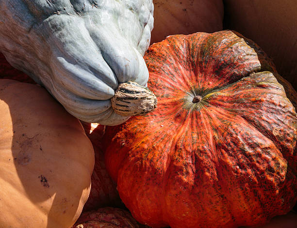 variedade de abóboras para venda no mercado de produtos da fazenda - varigated - fotografias e filmes do acervo