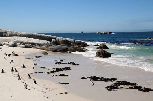 istock South Africa: African Penguins on Boulders Beach 485613953