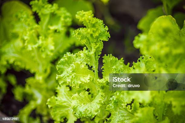 Salada Verde Fresco - Fotografias de stock e mais imagens de Alface - Alface, Alimentação Saudável, Ao Ar Livre