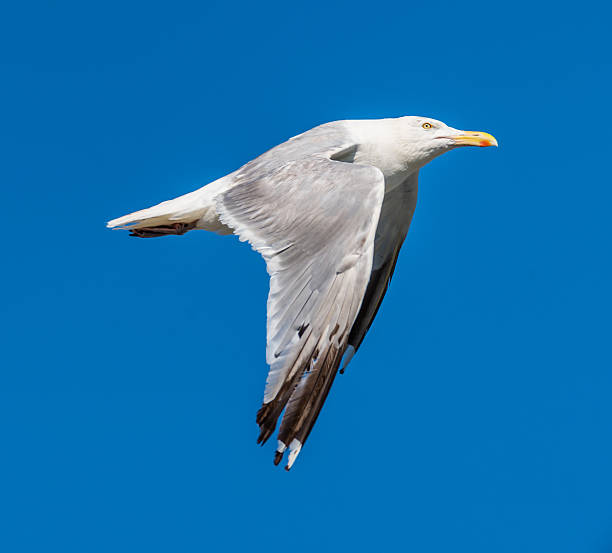seagull 上を飛んハーベーシーダース、lbi 、nj ます。 - lbi ストックフォトと画像