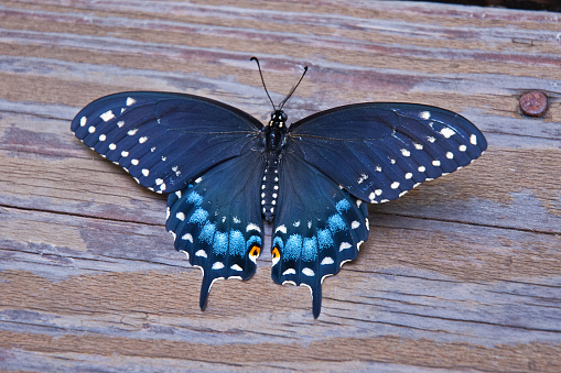 Black Swallowtail Butterfly with wings spread on wood in Mendham, New Jersey, USA