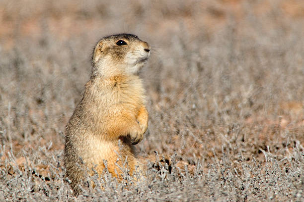 istock Gunnison prairie dog Colorado 485614541