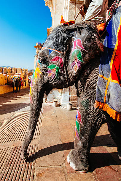 istock Indian Elephant Amber Fort Jaipur 485614723