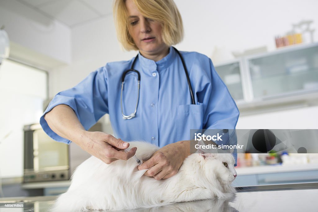 Veterinarian Giving A Shot Of The Vaccine Mid-adult female vet in scrubs giving a shot of the vaccine to a longhair cat on the examination table at the animal hospital. Vaccination Stock Photo