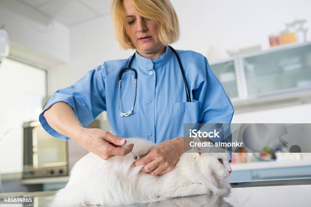 Veterinarian Giving A Shot Of The Vaccine Stock Photo - Download Image Now - Vaccination, Veterinarian, Domestic Cat
