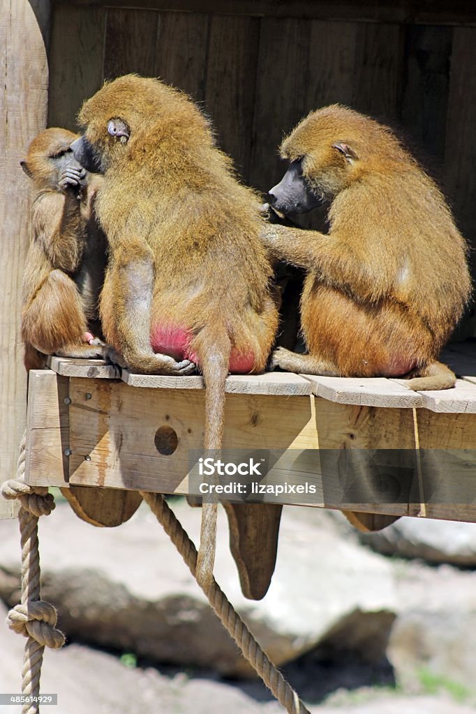 baboons a family of baboons Africa Stock Photo