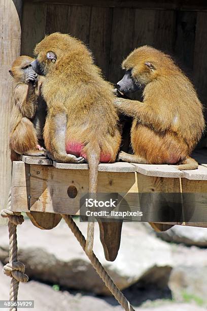 Baboons Stock Photo - Download Image Now - Africa, Animal, Animal Family