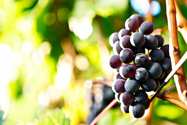 istock Big bunch of black grapes on the vine 485615017