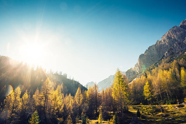 goldgefärbte lärchen - sonnig stock-fotos und bilder