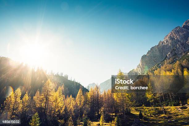 Golden Larch Trees Stock Photo - Download Image Now - Mountain, Sunny, Sky