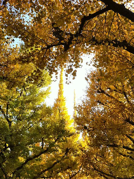 Autumn yellow ginkgo trees.