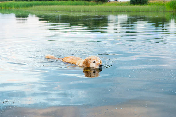 istock Golden retriever in lake 485615360