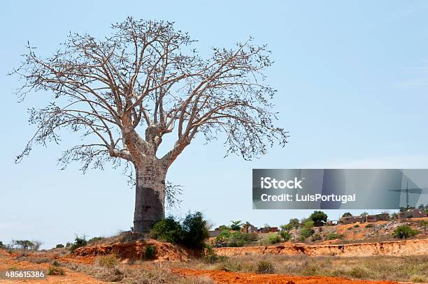 Baobab Tree Stock Photo - Download Image Now - Gabon, Landscape - Scenery, 2015