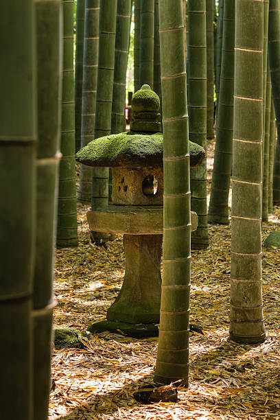 lanterna nella foresta di bambù pietre - giant bamboo foto e immagini stock