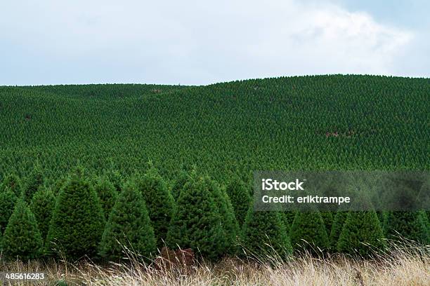 Infinitas Campos De Árvores De Natal - Fotografias de stock e mais imagens de Quinta de árvores de Natal - Quinta de árvores de Natal, Árvore de Natal, Campo agrícola