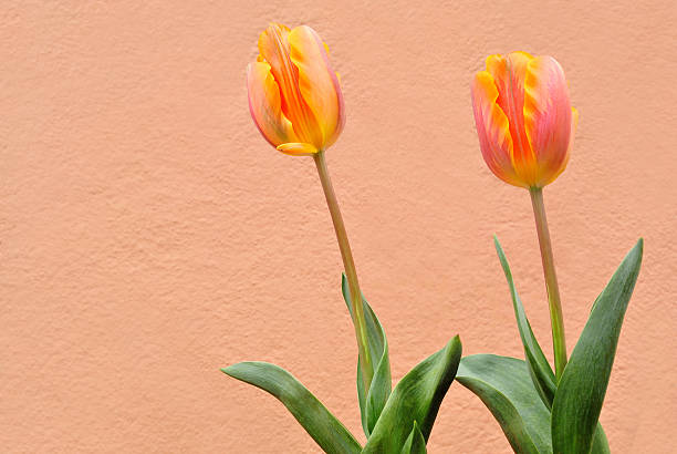 Orange tulips stock photo