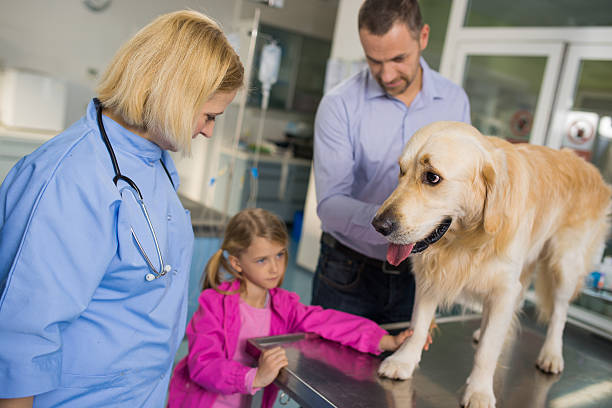 istock Veterinarian Examining A Family Dog 485616413