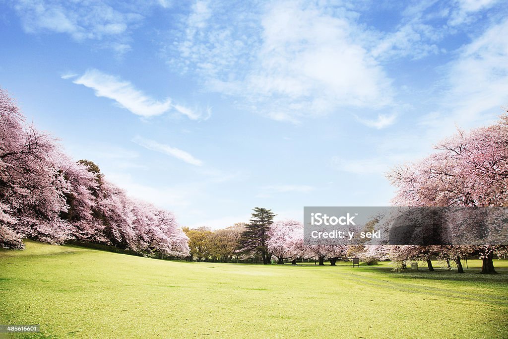 Blick auf schönen Kirschblüten - Lizenzfrei Frühling Stock-Foto