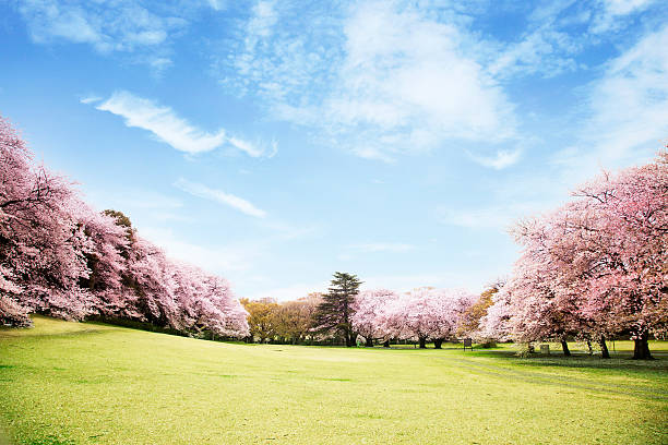 view of beautiful cherry blossoms - lente natuur stockfoto's en -beelden
