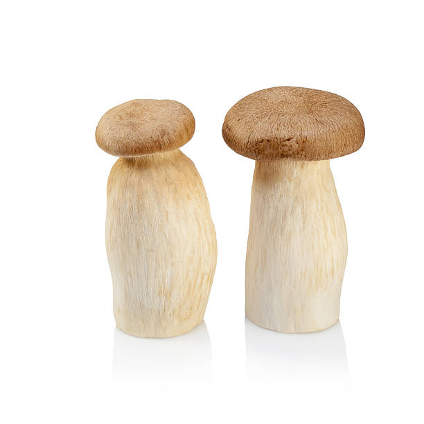 istock King Oyster mushroom (Eringi) isolated on white backgroud. 485616606