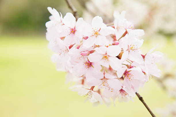 istock Cherry blossoms, with green field background 485616609