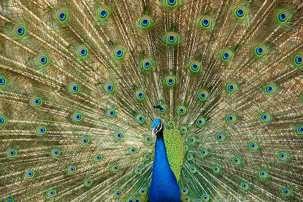 istock beautiful peacock with feathers out 485616645