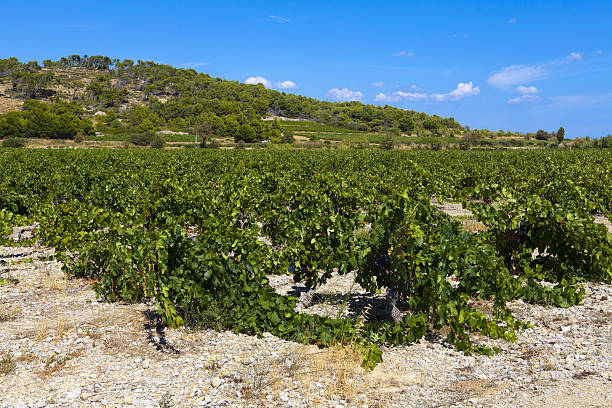 istock Growing region under bright blue sky 485616869