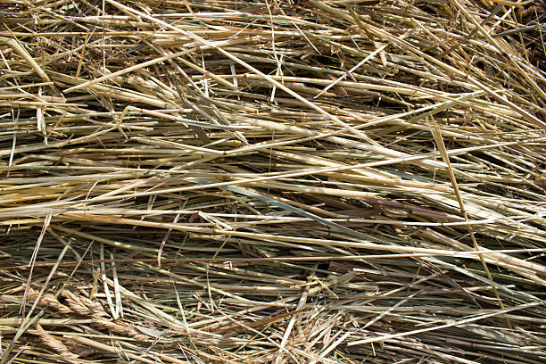 istock Golden autumn fall hay straw texture background wallpaper 485617246