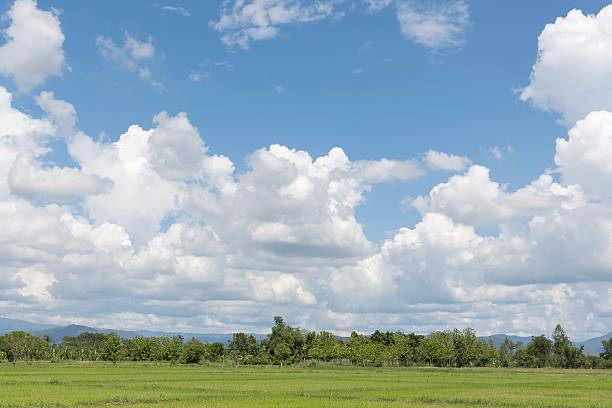 istock Beautiful blue sky and white clouds green paddy field 485617386