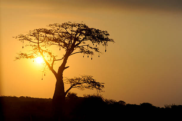 Sunset in a tree in Africa stock photo