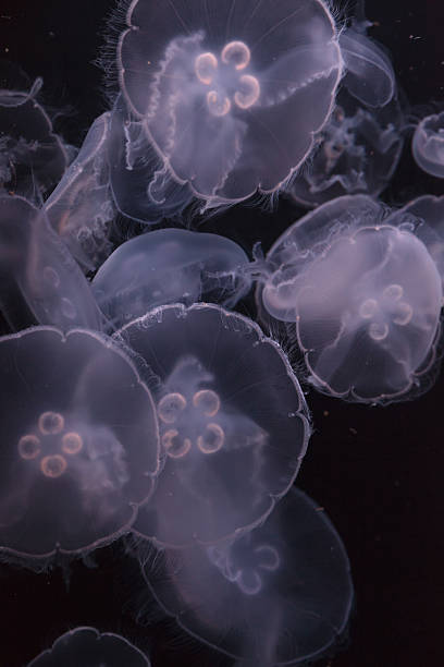 istock Moon jellyfish, Aurelia aurita 485617596