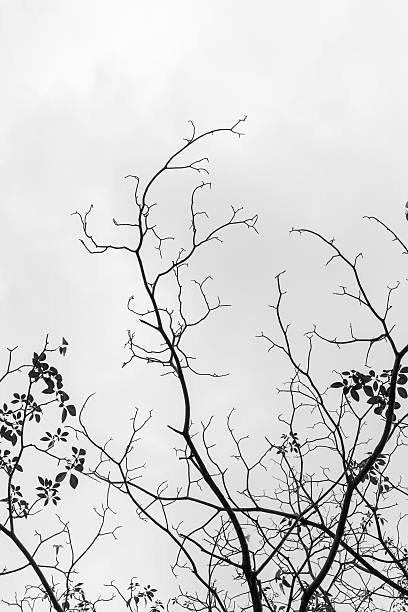 istock black and white of dry twigs 485618170