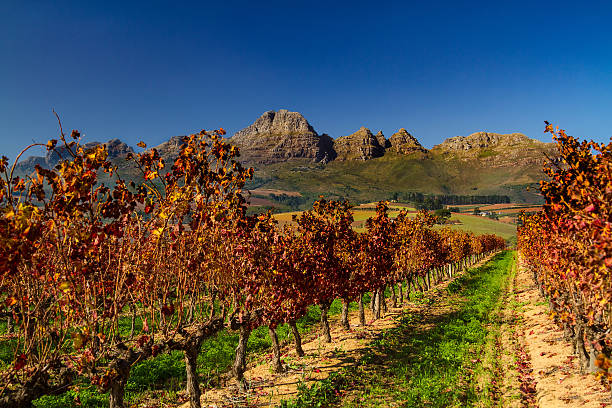 stellenbosch vinhedos no outono - stellenbosch - fotografias e filmes do acervo