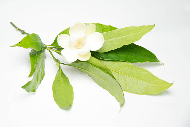 istock White magnolia flowers on isolated background. 485618598