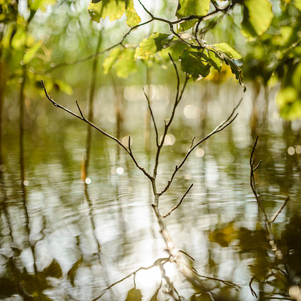Twigs and green leafs at bank, defocused background