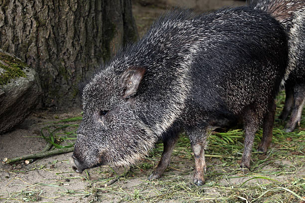 istock Chacoan peccary (Catagonus wagneri), also known as the tagua. 485618782