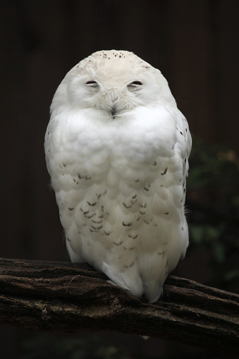 Snowy owl (Bubo scandiacus). Wild life animal.