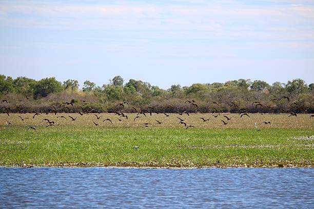 Flock of Whistling Ducks