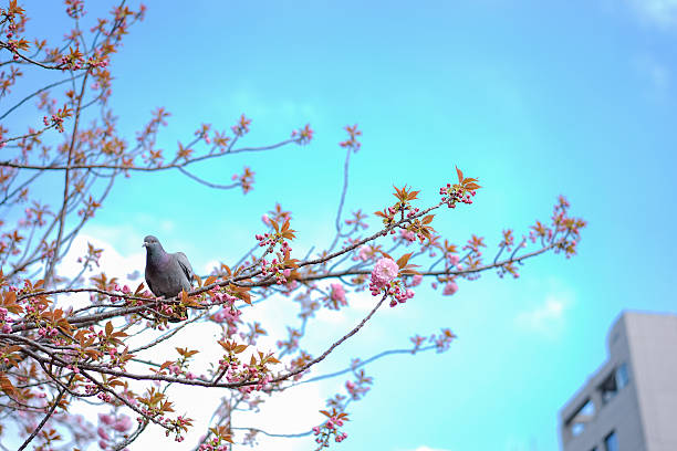 istock Pigeons Sitting On The Cherry Blossom 485619076