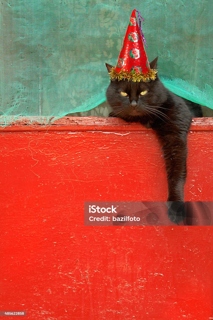 cat Black cat on a red background 2015 Stock Photo